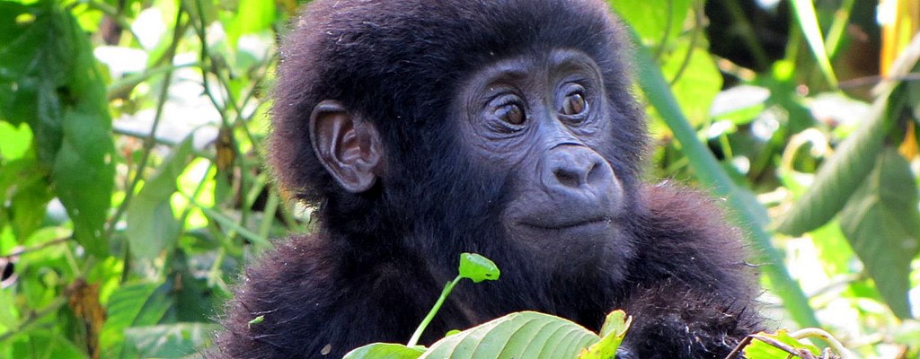 Baby Gorilla In Bwindi National Park