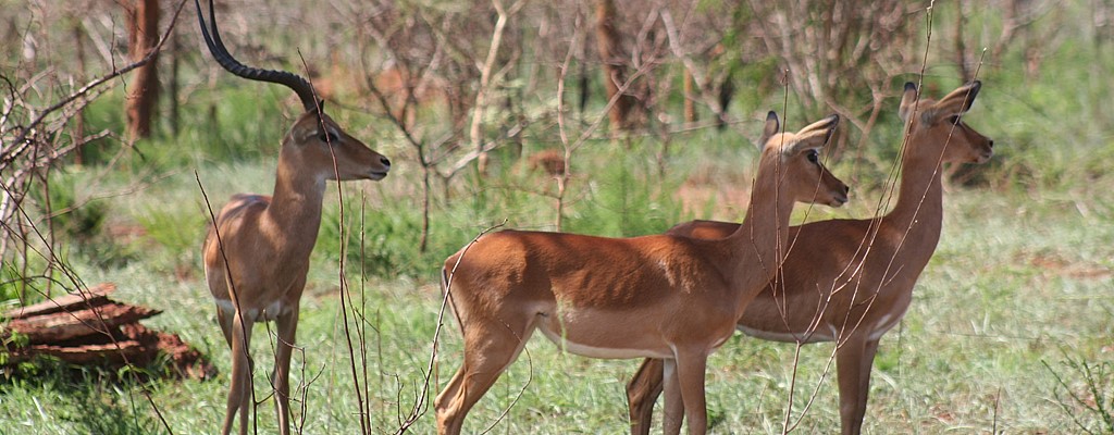Akagera National Park