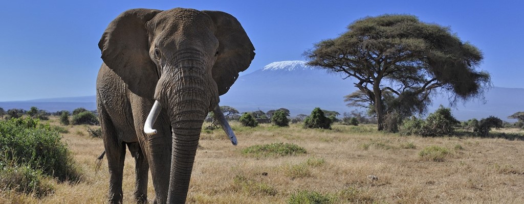 Elephant