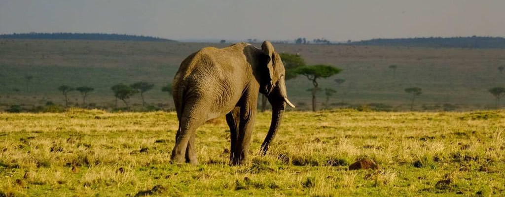Elephant Spotted On Safari