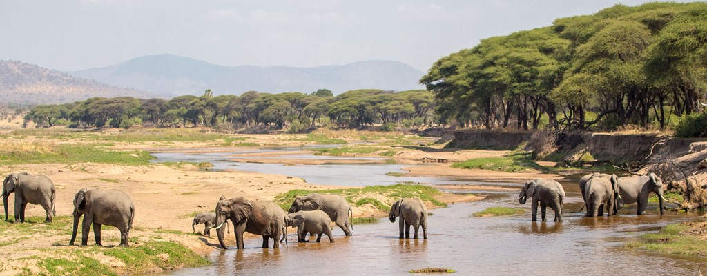 Elephants At Ruaha National Park