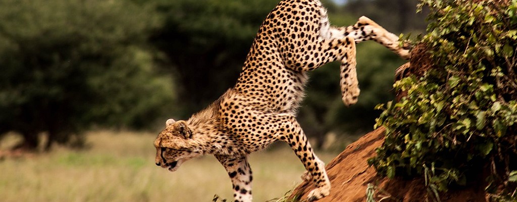 Tarangire National Park Cheetah