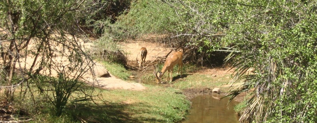 Gazelles In Tsavo West