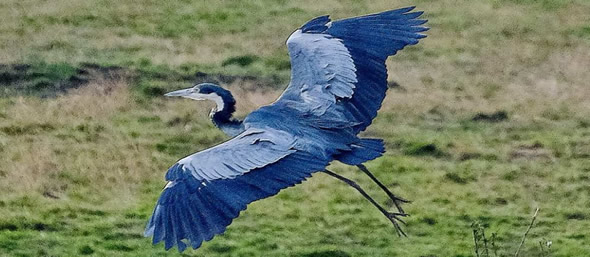 Bird Watching Tours