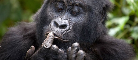 Gorilla Eating