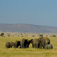 3Days, 2 Nights Masai Mara Safari Experience