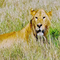 3 Nights Nakuru, Mara Joining Safari Experience