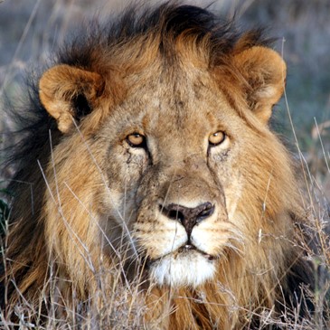 3 Days 2 Nights Mara Group Budget Safari Experience
